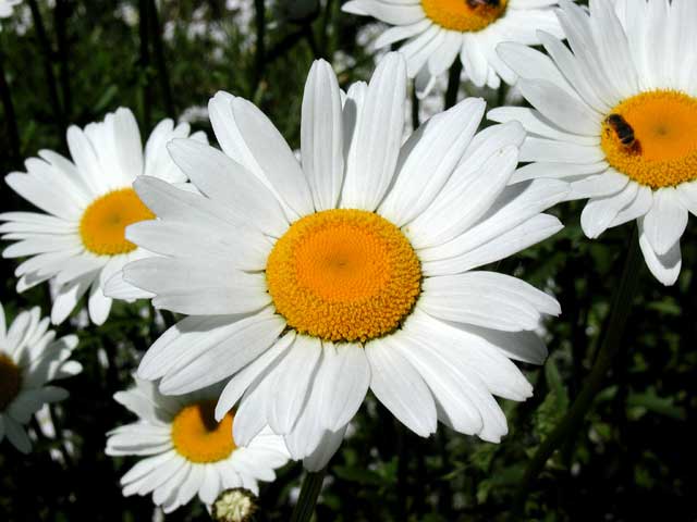 Flor 1