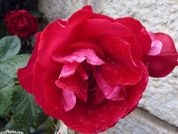 Flor 2