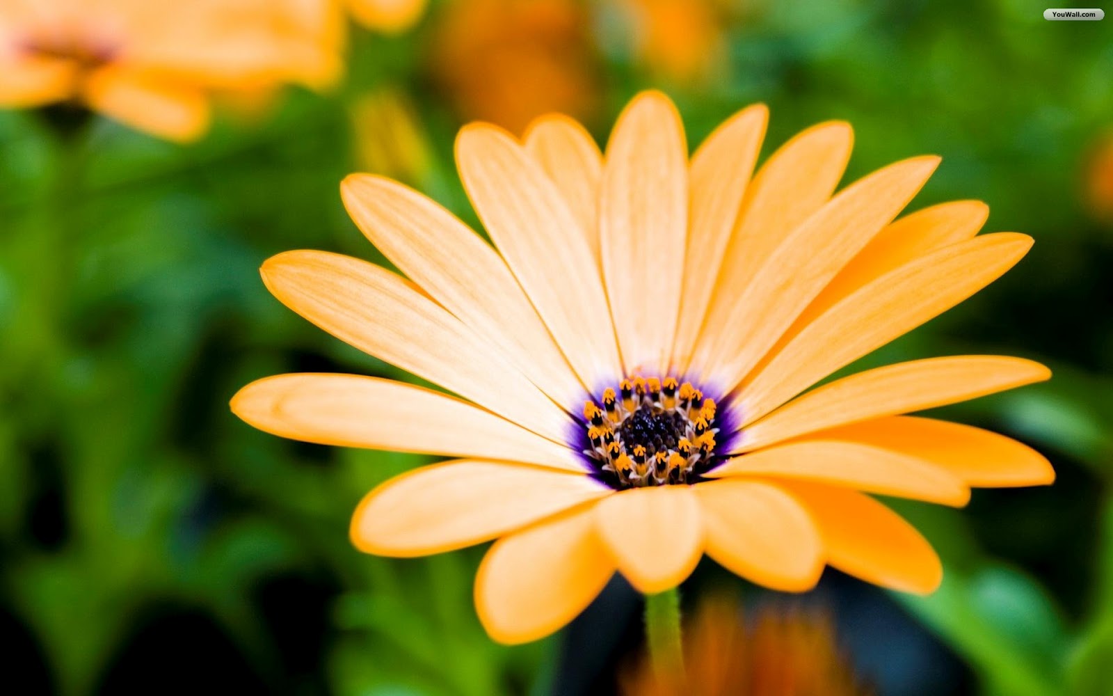 Flor 3