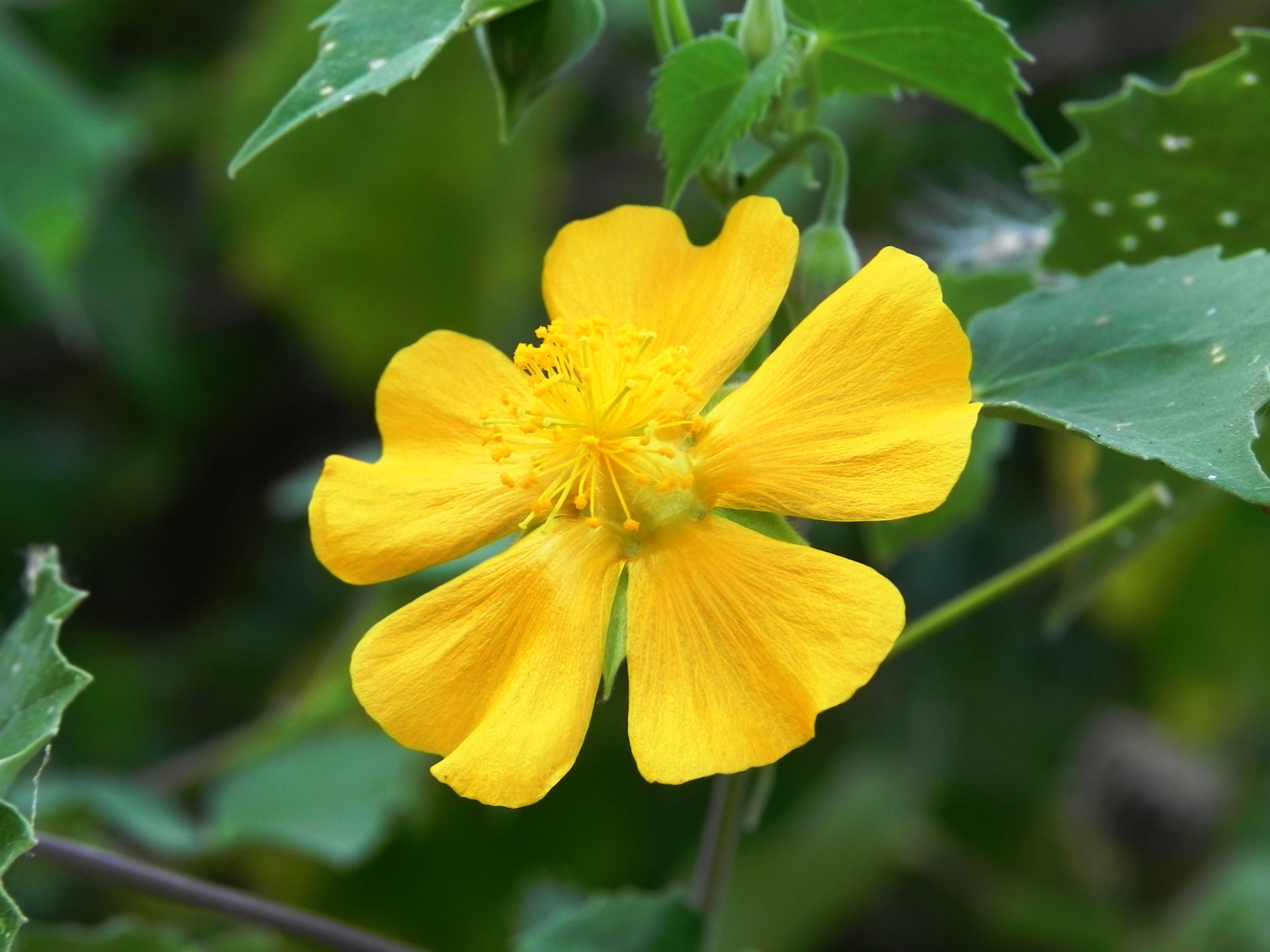 Flor 4