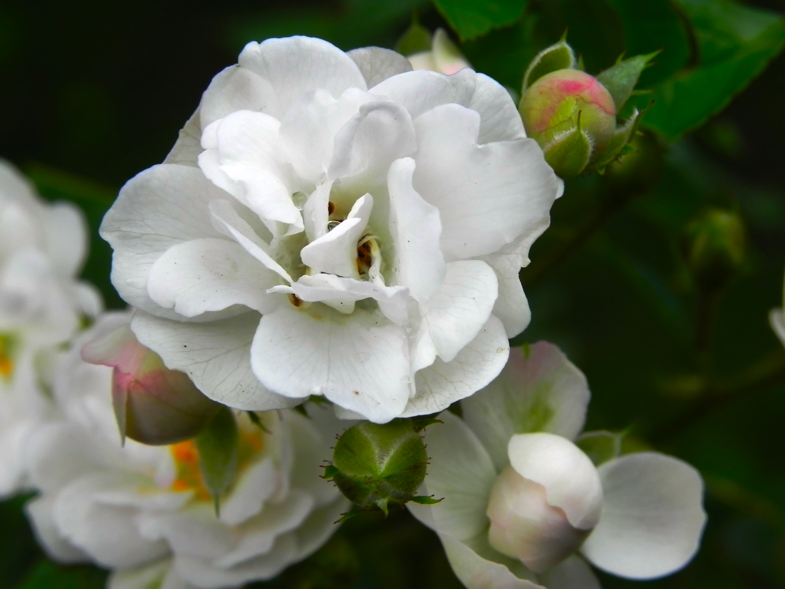 Flor 5