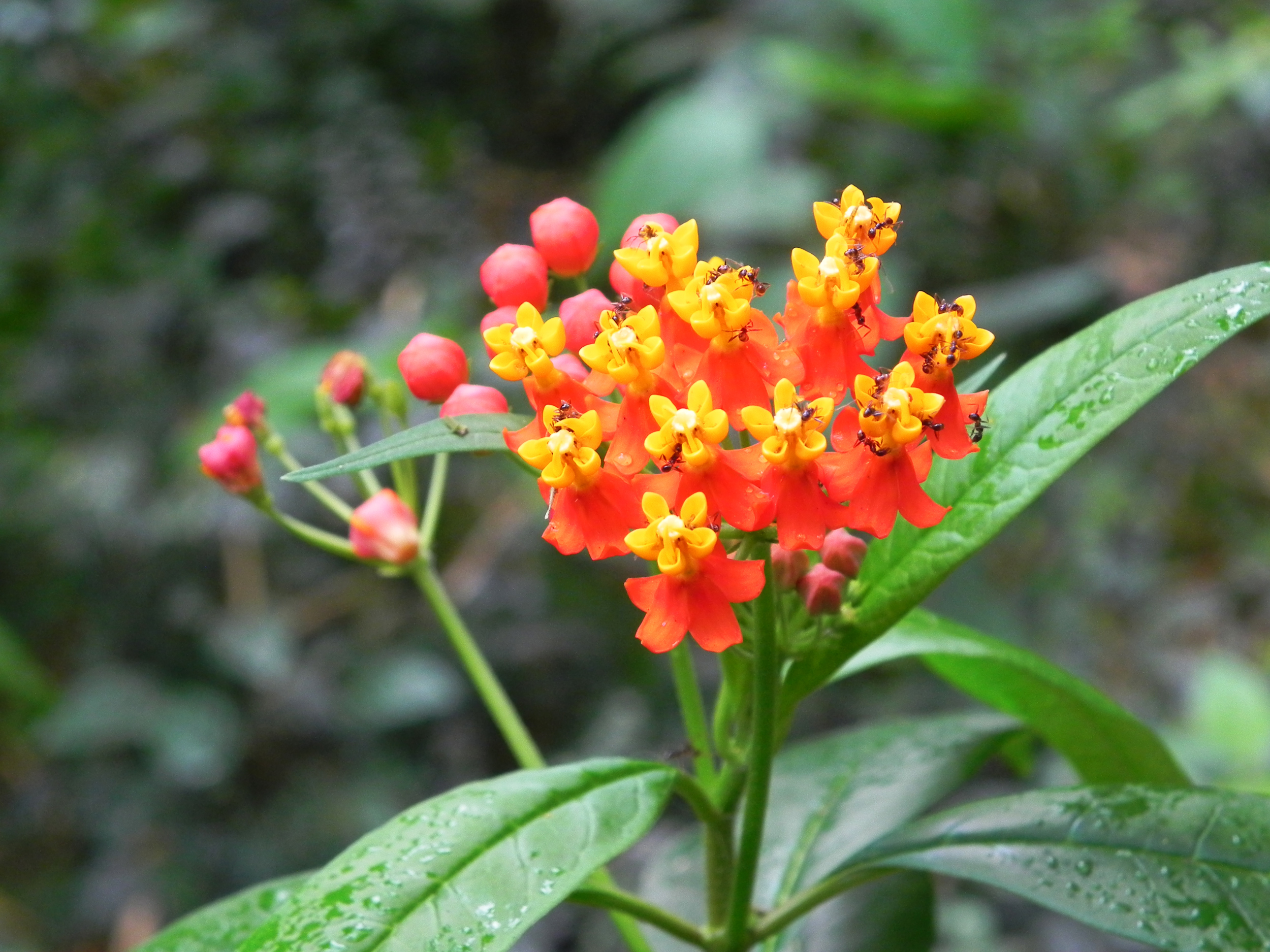 Flor 6
