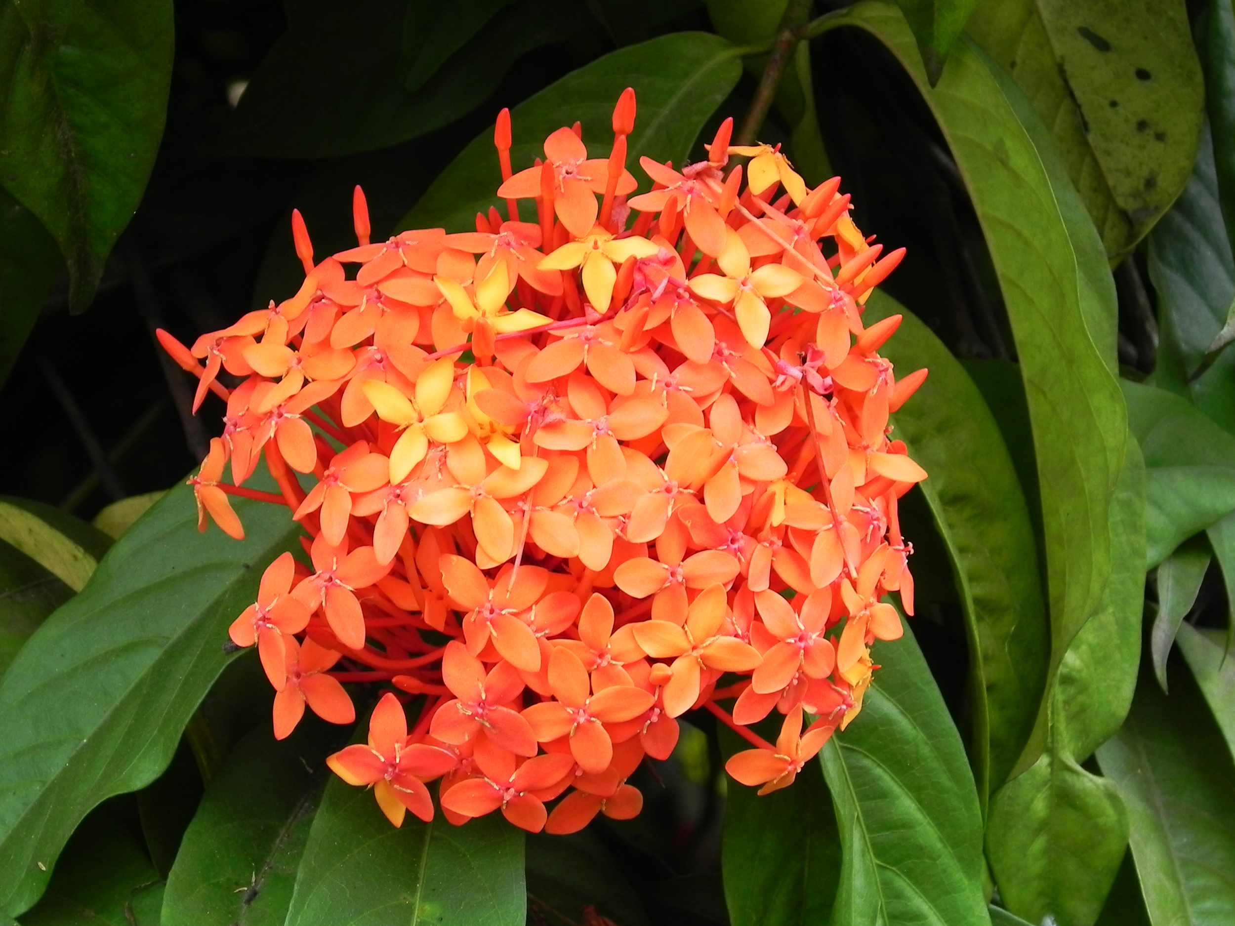 Flor 7